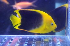 画像2: 【海水魚・ヤッコ】【通販】人工飼料OK♪ロックビューティー（M）(個体販売）（±8cm）No.1（生体）(海水魚) (2)