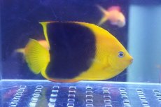画像1: 【海水魚・ヤッコ】【通販】人工飼料OK♪ロックビューティー（M）(個体販売）（±8cm）No.2（生体）(海水魚) (1)