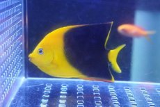 画像2: 【海水魚・ヤッコ】【通販】人工飼料OK♪ロックビューティー（M）(個体販売）（±8cm）No.2（生体）(海水魚) (2)