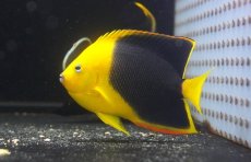 画像1: 【海水魚・ヤッコ】【通販】人工飼料OK♪ロックビューティー（ML）(個体販売）（±10cm）No.3（生体）(海水魚) (1)
