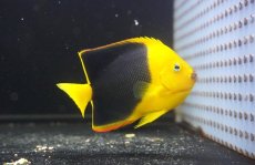 画像2: 【海水魚・ヤッコ】【通販】人工飼料OK♪ロックビューティー（ML）(個体販売）（±10cm）No.3（生体）(海水魚) (2)