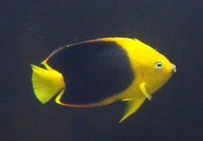 画像1: 【海水魚・ヤッコ】【通販】人工飼料OK♪ロックビューティー（ML）(個体販売）（±12cm）No.4（生体）(海水魚) (1)