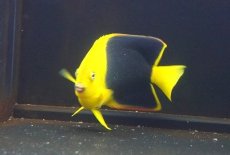 画像2: 【海水魚・ヤッコ】【通販】人工飼料OK♪ロックビューティー（ML）(個体販売）（±12cm）No.4（生体）(海水魚) (2)
