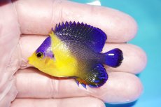 画像1: 【海水魚・ヤッコ】【通販】人工飼料OK♪スミレヤッコ（SMサイズ）(個体販売）（±5cm）No.1（生体）(海水魚) (1)