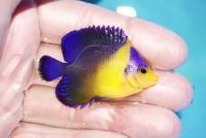 画像2: 【海水魚・ヤッコ】【通販】人工飼料OK♪スミレヤッコ（SMサイズ）(個体販売）（±5cm）No.1（生体）(海水魚) (2)