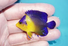 画像1: 【海水魚・ヤッコ】【通販】人工飼料OK♪スミレヤッコ（SMサイズ）(個体販売）（±5.5cm）No.2（生体）(海水魚) (1)