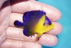 画像2: 【海水魚・ヤッコ】【通販】人工飼料OK♪スミレヤッコ（SMサイズ）(個体販売）（±5.5cm）No.2（生体）(海水魚) (2)