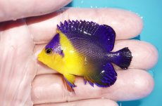 画像1: 【海水魚・ヤッコ】【通販】状態良好♪スミレヤッコ（SMサイズ）(個体販売）（±5.5cm）No.3（生体）(海水魚) (1)