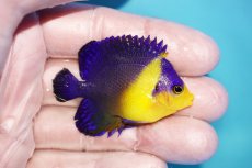 画像2: 【海水魚・ヤッコ】【通販】状態良好♪スミレヤッコ（SMサイズ）(個体販売）（±5.5cm）No.3（生体）(海水魚) (2)