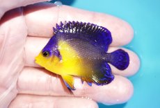画像1: 【海水魚・ヤッコ】【通販】状態良好♪スミレヤッコ（SMサイズ）(個体販売）（±5.5cm）No.4（生体）(海水魚) (1)
