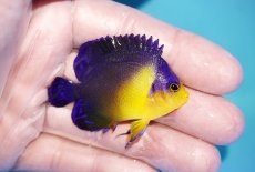 画像2: 【海水魚・ヤッコ】【通販】状態良好♪スミレヤッコ（SMサイズ）(個体販売）（±5.5cm）No.4（生体）(海水魚) (2)