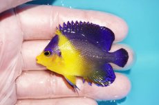 画像1: 【海水魚・ヤッコ】【通販】人工飼料OK♪スミレヤッコ（SMサイズ）(個体販売）（±5.5cm）No.5（生体）(海水魚) (1)