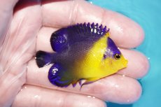 画像2: 【海水魚・ヤッコ】【通販】人工飼料OK♪スミレヤッコ（SMサイズ）(個体販売）（±5.5cm）No.5（生体）(海水魚) (2)