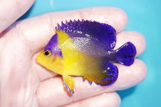 画像1: 【海水魚・ヤッコ】【通販】人工飼料OK♪スミレヤッコ（SMサイズ）(個体販売）（±5.5cm）No.6（生体）(海水魚) (1)