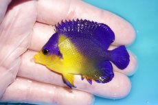 画像1: 【海水魚・ヤッコ】【通販】状態良好♪スミレヤッコ（Mサイズ）(個体販売）（±6cm）No.7（生体）(海水魚) (1)