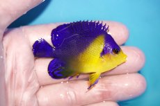 画像2: 【海水魚・ヤッコ】【通販】状態良好♪スミレヤッコ（Mサイズ）(個体販売）（±6cm）No.7（生体）(海水魚) (2)