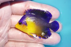 画像1: 【海水魚・ヤッコ】【通販】状態良好♪スミレヤッコ（Mサイズ）(個体販売）（±6cm）No.8（生体）(海水魚) (1)
