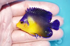 画像1: 【海水魚・ヤッコ】【通販】状態良好♪スミレヤッコ（Mサイズ）(個体販売）（±6cm）No.9（生体）(海水魚) (1)
