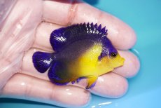画像2: 【海水魚・ヤッコ】【通販】状態良好♪スミレヤッコ（Mサイズ）(個体販売）（±6cm）No.9（生体）(海水魚) (2)