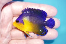 画像1: 【海水魚・ヤッコ】【通販】人工飼料OK♪スミレヤッコ（Mサイズ）(個体販売）（±6cm）No.10（生体）(海水魚) (1)