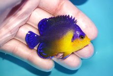 画像2: 【海水魚・ヤッコ】【通販】人工飼料OK♪スミレヤッコ（Mサイズ）(個体販売）（±6cm）No.10（生体）(海水魚) (2)
