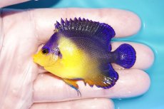 画像1: 【海水魚・ヤッコ】【通販】状態良好♪スミレヤッコ（MLサイズ）(個体販売）（±6.5cm）No.11（生体）(海水魚) (1)