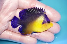 画像2: 【海水魚・ヤッコ】【通販】状態良好♪スミレヤッコ（MLサイズ）(個体販売）（±6.5cm）No.11（生体）(海水魚) (2)