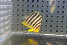 画像1: 【海水魚・ヤッコ】【通販】人工飼料OK♪シマヤッコ（XSサイズ）(個体販売）（±3.5-4ｃｍ）No.1（生体）(海水魚) (1)