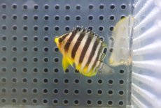 画像2: 【海水魚・ヤッコ】【通販】人工飼料OK♪シマヤッコ（XSサイズ）(個体販売）（±3.5-4ｃｍ）No.1（生体）(海水魚) (2)