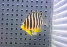 画像1: 【海水魚・ヤッコ】【通販】状態良好♪シマヤッコ（Sサイズ）(個体販売）（±4-4.5cm）No.2（生体）(海水魚) (1)