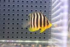画像2: 【海水魚・ヤッコ】【通販】状態良好♪シマヤッコ（Sサイズ）(個体販売）（±4-4.5cm）No.2（生体）(海水魚) (2)