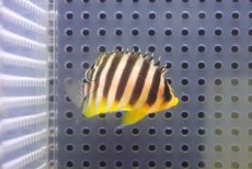 画像1: 【海水魚・ヤッコ】【通販】状態良好♪シマヤッコ（Sサイズ）(個体販売）（±4.5cm）No.3（生体）(海水魚) (1)