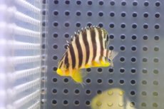 画像2: 【海水魚・ヤッコ】【通販】状態良好♪シマヤッコ（Sサイズ）(個体販売）（±4.5cm）No.3（生体）(海水魚) (2)