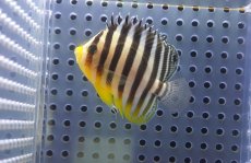 画像1: 【海水魚・ヤッコ】【通販】状態良好♪シマヤッコ（SMサイズ)(個体販売）（±5cm）No.4（生体）(海水魚) (1)