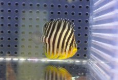画像2: 【海水魚・ヤッコ】【通販】状態良好♪シマヤッコ（SMサイズ)(個体販売）（±5cm）No.4（生体）(海水魚) (2)