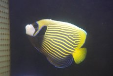画像1: 【アーリーサマーセール10%OFFクーポン番号（10）対象商品 海水魚】【海水魚・ヤッコ】【通販】人工飼料OK♪タテジマキンチャクダイ（Mサイズ）(個体販売）（±14cm）No.1（生体）(海水魚) (1)