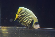 画像1: 【アーリーサマーセール10%OFFクーポン番号（10）対象商品 海水魚】【海水魚・ヤッコ】【通販】人工飼料OK♪タテジマキンチャクダイ（Mサイズ）(個体販売）（±13cm）No.2（生体）(海水魚) (1)
