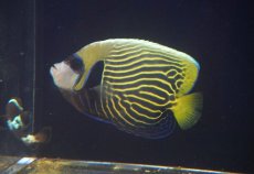 画像2: 【アーリーサマーセール10%OFFクーポン番号（10）対象商品 海水魚】【海水魚・ヤッコ】【通販】人工飼料OK♪タテジマキンチャクダイ（Mサイズ）(個体販売）（±13cm）No.2（生体）(海水魚) (2)