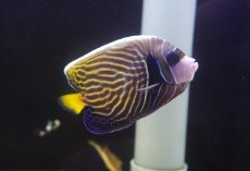 画像2: 【アーリーサマーセール10%OFFクーポン番号（10）対象商品 海水魚】【海水魚・ヤッコ】【通販】人工飼料OK♪ウズキン（Lサイズ）(個体販売）（±11cm）No.4（生体）(海水魚) (2)