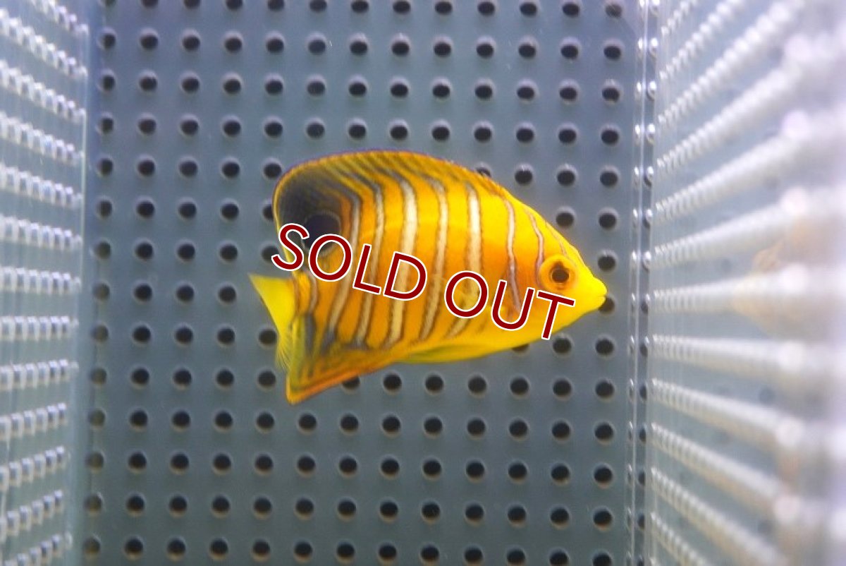 画像1: 【アーリーサマーセール10%OFFクーポン番号（10）対象商品 海水魚】【海水魚・ヤッコ】【通販】状態良好♪【モルディブ産】インドニシキヤッコ（Sサイズ）(個体販売）（±5.5cm）No.1（生体）(海水魚) (1)