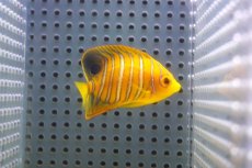 画像1: 【アーリーサマーセール10%OFFクーポン番号（10）対象商品 海水魚】【海水魚・ヤッコ】【通販】状態良好♪【モルディブ産】インドニシキヤッコ（Sサイズ）(個体販売）（±5.5cm）No.1（生体）(海水魚) (1)