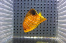 画像2: 【アーリーサマーセール10%OFFクーポン番号（10）対象商品 海水魚】【海水魚・ヤッコ】【通販】状態良好♪【モルディブ産】インドニシキヤッコ（Sサイズ）(個体販売）（±5.5cm）No.1（生体）(海水魚) (2)