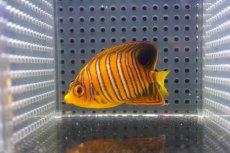 画像1: 【アーリーサマーセール10%OFFクーポン番号（10）対象商品 海水魚】【海水魚・ヤッコ】【通販】人工飼料OK♪【モルディブ産】インドニシキヤッコ（Sサイズ）(個体販売）（±6cm）No.2（生体）(海水魚) (1)