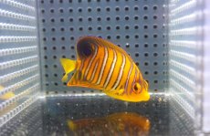 画像2: 【アーリーサマーセール10%OFFクーポン番号（10）対象商品 海水魚】【海水魚・ヤッコ】【通販】人工飼料OK♪【モルディブ産】インドニシキヤッコ（Sサイズ）(個体販売）（±6cm）No.2（生体）(海水魚) (2)