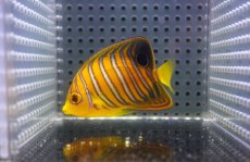 画像1: 【アーリーサマーセール10%OFFクーポン番号（10）対象商品 海水魚】【海水魚・ヤッコ】【通販】人工飼料OK♪【モルディブ産】インドニシキヤッコ（Sサイズ）(個体販売）（±7cm）No.3（生体）(海水魚) (1)
