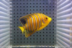 画像2: 【アーリーサマーセール10%OFFクーポン番号（10）対象商品 海水魚】【海水魚・ヤッコ】【通販】人工飼料OK♪【モルディブ産】インドニシキヤッコ（Sサイズ）(個体販売）（±7cm）No.3（生体）(海水魚) (2)