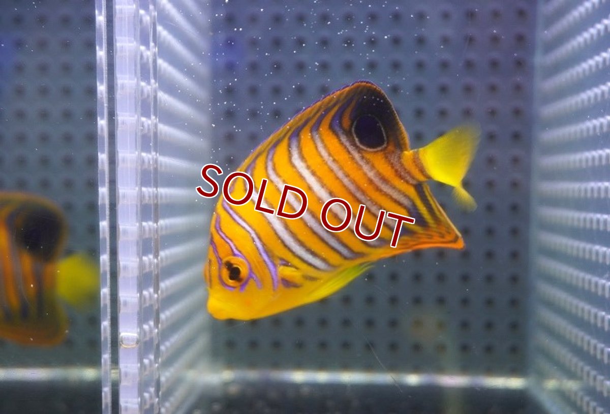 画像1: 【サマーセール20%OFFクーポン番号（20）対象商品 】【海水魚・ヤッコ】【通販】人工飼料OK♪【モルディブ産】インドニシキヤッコ（Sサイズ）(個体販売）（±7cm）No.4（生体）(海水魚) (1)