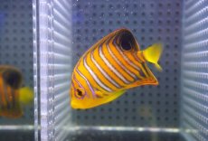 画像1: 【アーリーサマーセール10%OFFクーポン番号（10）対象商品 海水魚】【海水魚・ヤッコ】【通販】人工飼料OK♪【モルディブ産】インドニシキヤッコ（Sサイズ）(個体販売）（±7cm）No.4（生体）(海水魚) (1)