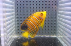 画像2: 【アーリーサマーセール10%OFFクーポン番号（10）対象商品 海水魚】【海水魚・ヤッコ】【通販】人工飼料OK♪【モルディブ産】インドニシキヤッコ（Sサイズ）(個体販売）（±7cm）No.4（生体）(海水魚) (2)