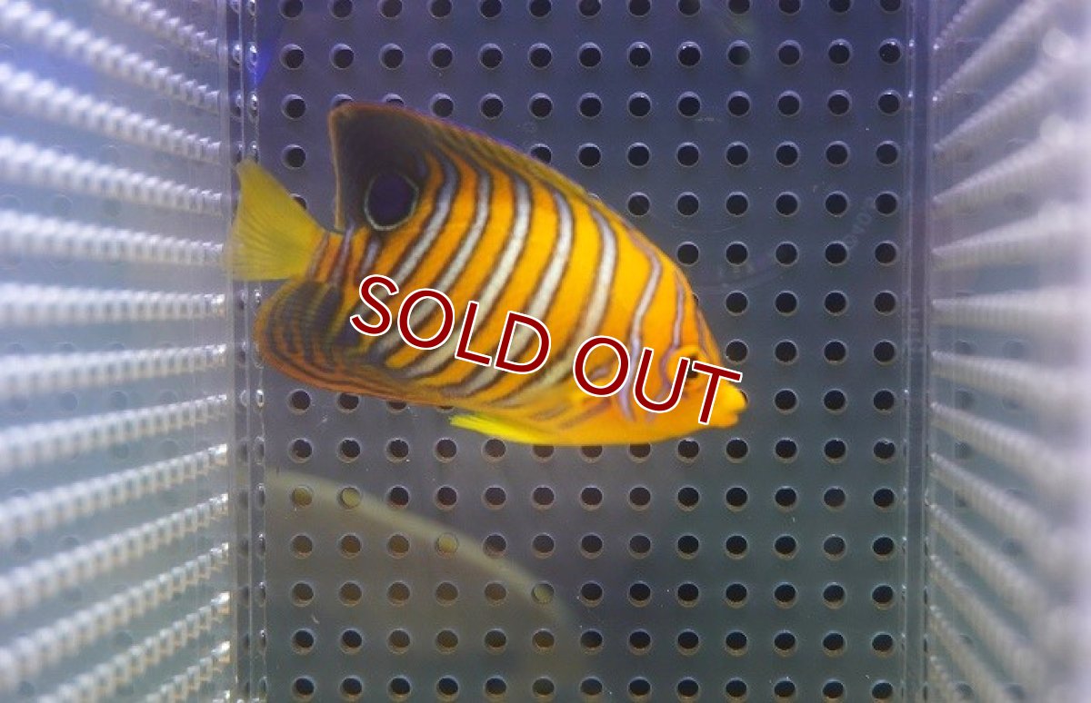 画像1: 【サマーセール20%OFFクーポン番号（20）対象商品 】【海水魚・ヤッコ】【通販】人工飼料OK♪【モルディブ産】インドニシキヤッコ（Sサイズ）(個体販売）（±7cm）No.6（生体）(海水魚) (1)